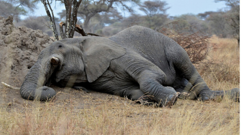 'Chill mode on’ 24 elephants get 'drunk' in Odisha, sleep for hours Northeast Live