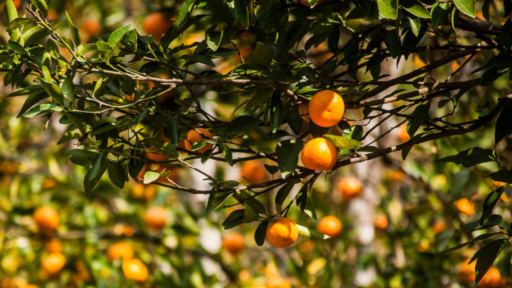 Sikkim mandarin oranges affected by disease; fruits destroyed
