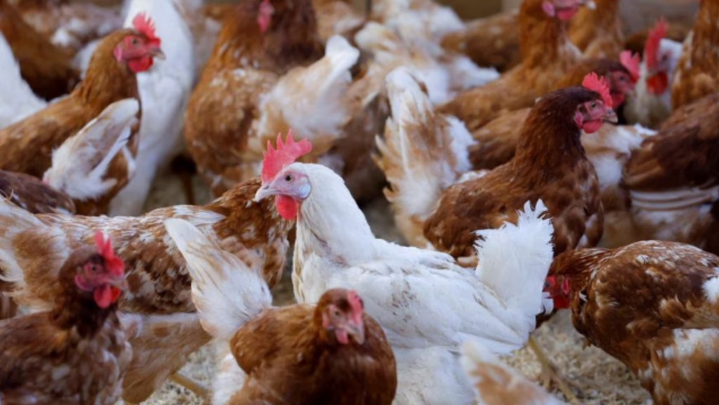 Avian influenza scare Assam bans import of chickens from outside