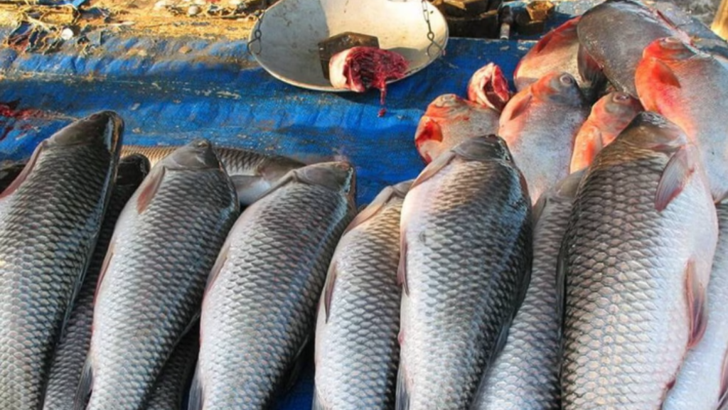 Gauhati HC reprimands Assam Government for delay in reporting formalin ...