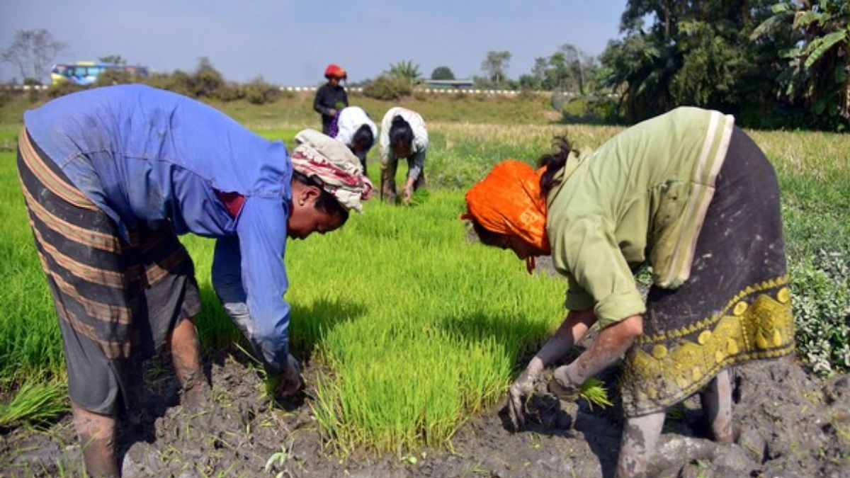 Major rice-producing states, including Bihar, Andhra Pradesh and Assam ...