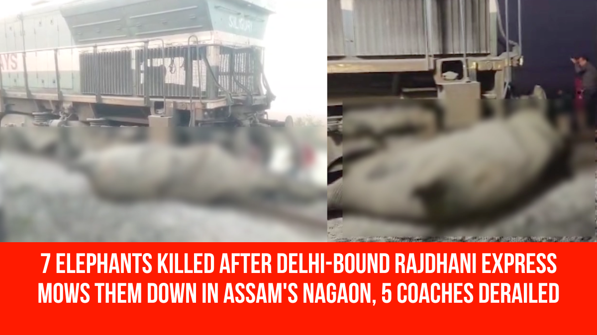 7 Elephants Killed After Delhi-Bound Rajdhani Express Mows Them Down In ...