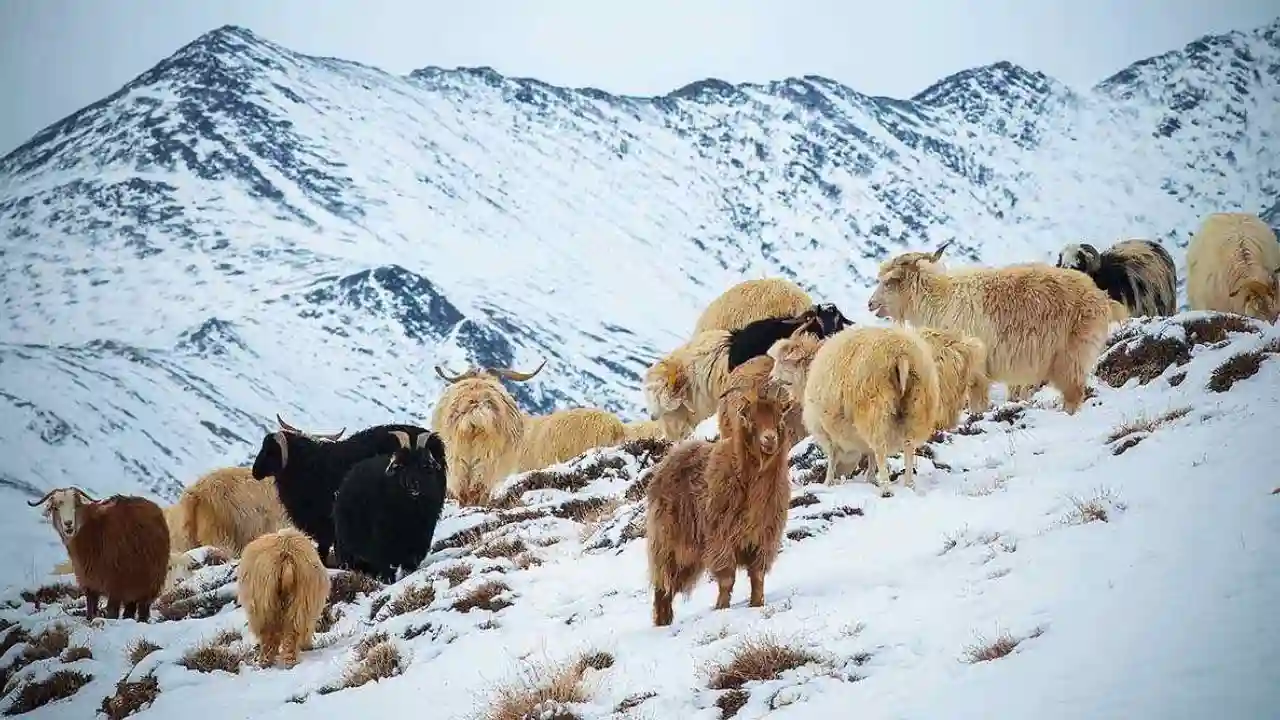 Around 2,000 sheep, goats feared buried under snow in Kinnaur, rescue team reaches Rupin Pass: Himachal Minister Negi